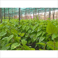 Beetlle Vines Shade Net - Hdpe, 1-6 Meters Width, Green Color, Uv Stabilization | Coated Finish, Available In Shading Yage 35, 50, 75 & 90