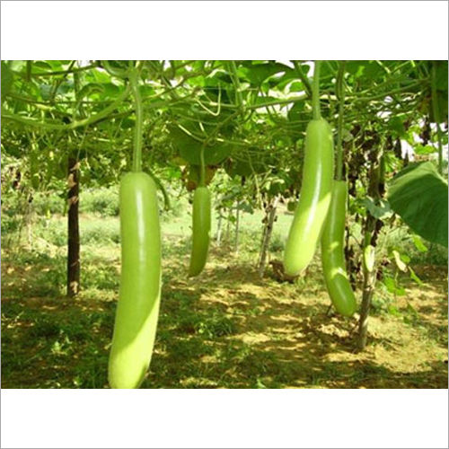 Green Bottle Gourd Shade Net Rope