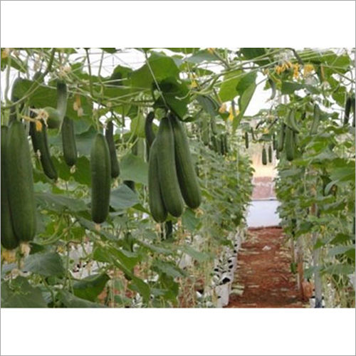 Cucumber Shade Net Rope