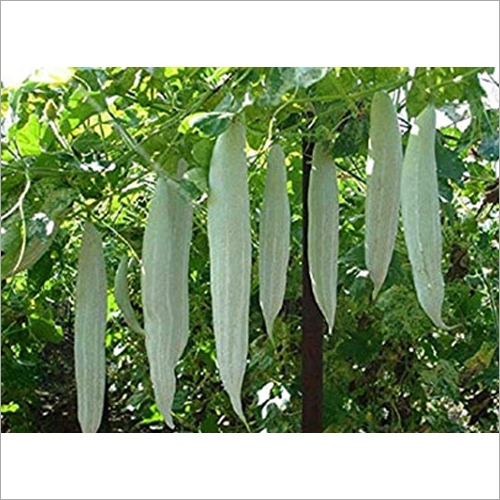 Shade Net Rope For Snake Gourd Application: Industarial at Best Price ...