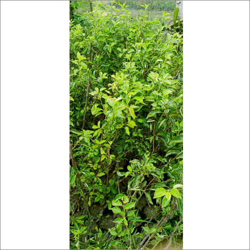 Babughosha Pear Plants