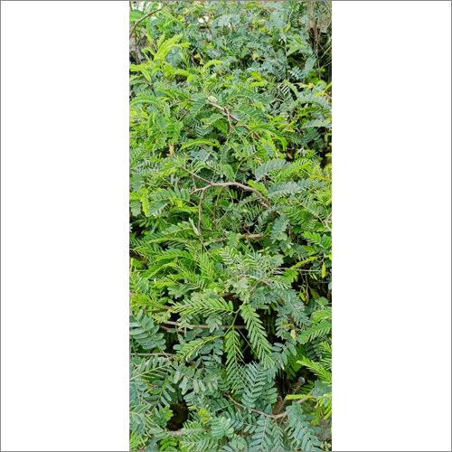Bonsai Tamarind Plant
