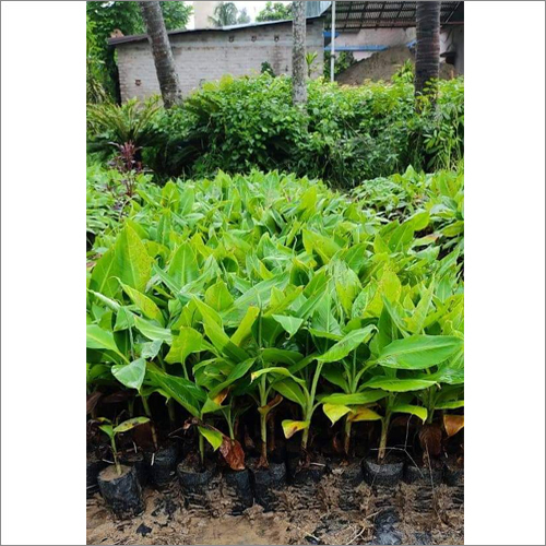 G9 Banana Plants