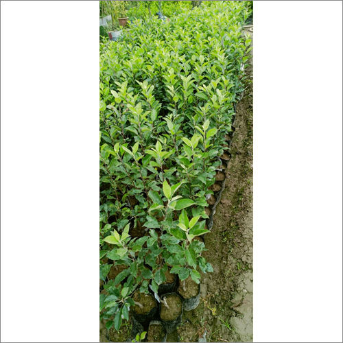 Green Golden Dorsett Apple Plants