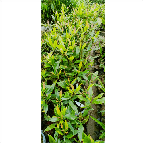 Lobongo Clove Plants Masala Plants