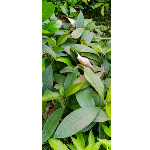Mangosteen Plants
