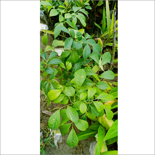 Pan Msala Plant