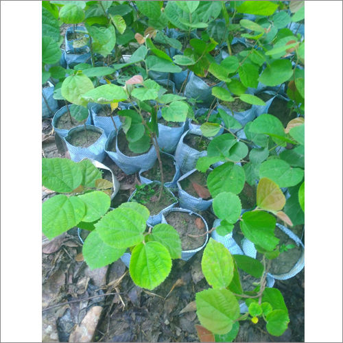 Phalsa Fruit Plants