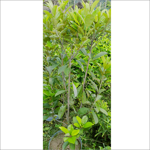 Silver Chiku Sapota Plants