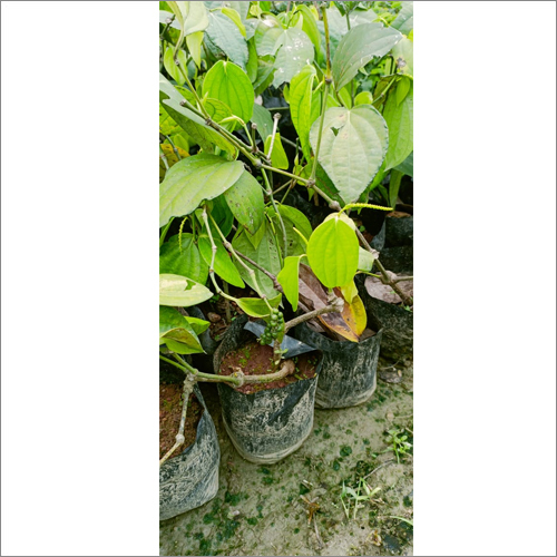 Thailand Black Pepper Plant