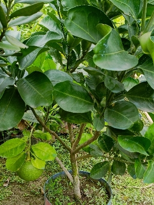 Vietnam Jambura Batabi Lebu Plants