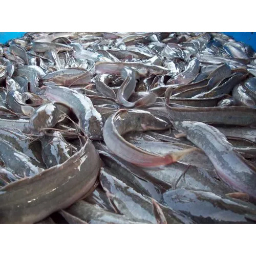 Catfish Farming Consultancy Services By NAGODAS FISH FARMING AND CONSULTANCY PRIVATE LIMITED