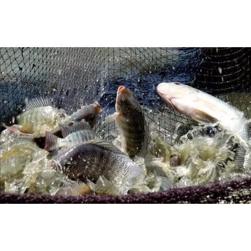 Tilapia Fish Farming Services in Laxmi Nagar, Delhi Nagodas Fish