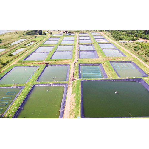 Ghanaian Tilapia Fish Farm Service in Laxmi Nagar, Delhi Nagodas Fish