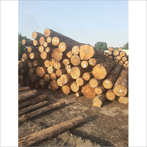 Pine Wood Logs Grade: Solid