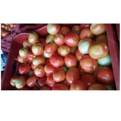 Fresh Organic Tomato