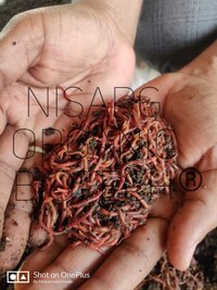 Red Wiggler Worms