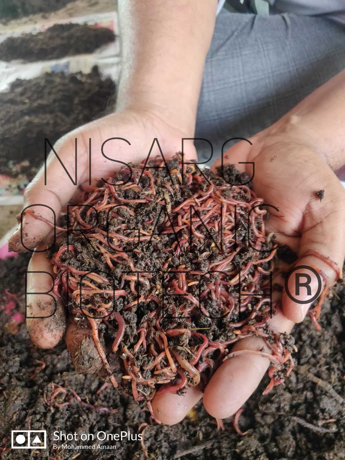 Red Wiggler Worms