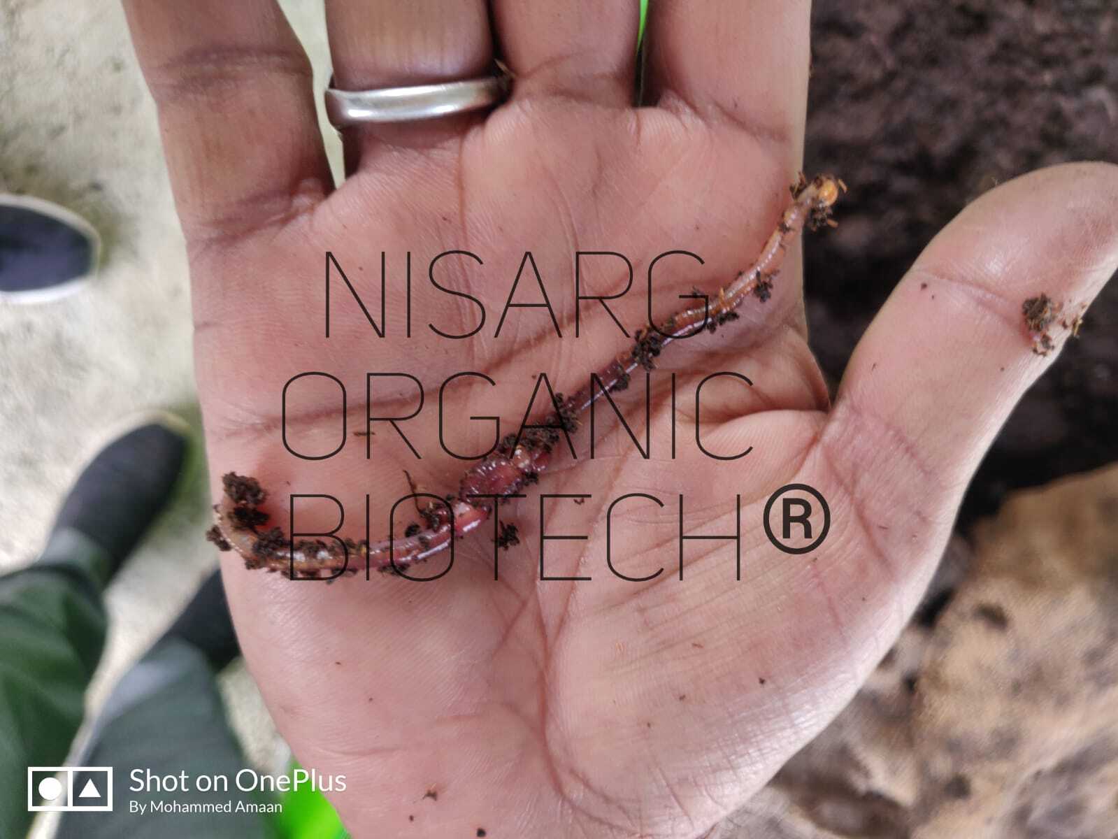 Red Wiggler Worms
