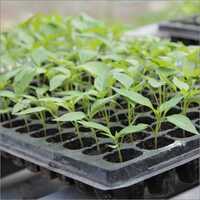 Garden Trays - Plastic, Versatile Sizes For Indoor & Outdoor Use | Ideal For Seedlings, Organizing Plants, & Enhanced Drainage