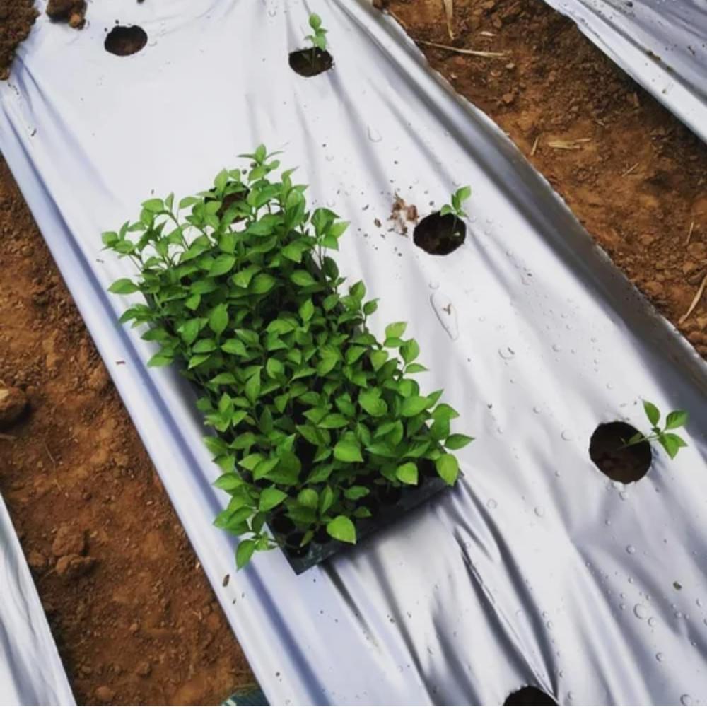 Plastic Mulching Film