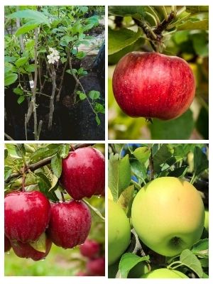 Kashmiri apple