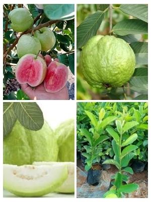 - Tayvan Pink Peru/guavas