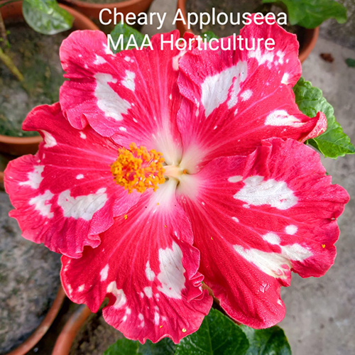 Pink Cheers Applause Tropical Hibiscus Flower at Best Price in Habra