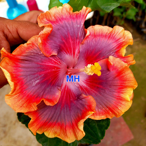 YellowPurple Pink Taiwan Dancing Queen Tropical Hibiscus Flower Plant