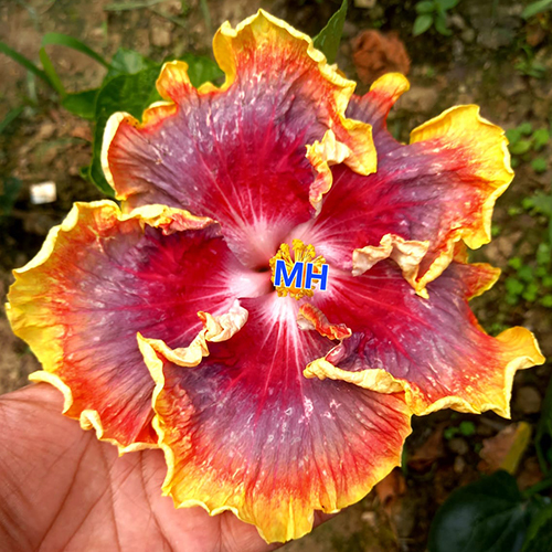 Yellow-Purple- Pink Night Runner Tropical Hibiscus Flower at Best Price ...