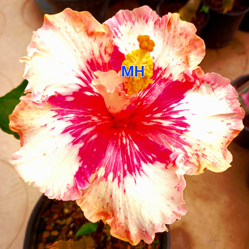 YellowPink Princess Kaiulani Tropical Hibiscus Flower Plant at Best