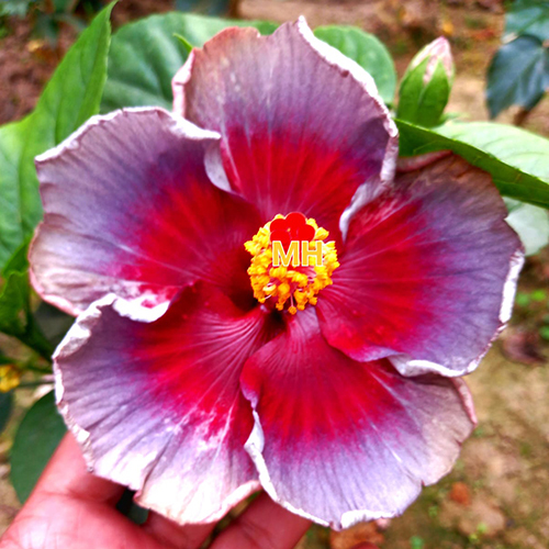 PurplePink Varuna Tropical Hibiscus Flower at Best Price in Habra