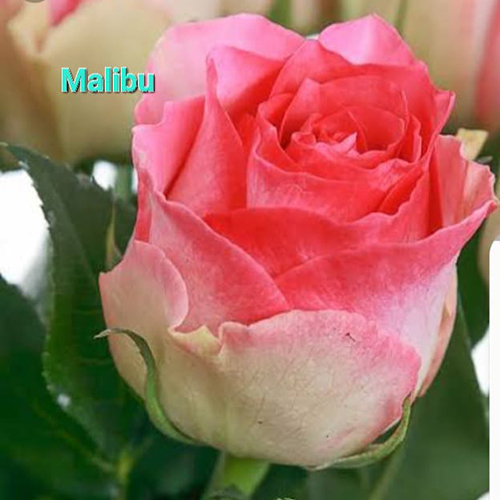 Pink Malibu Rose Flower Plant at Best Price in Habra Maa Horticulture