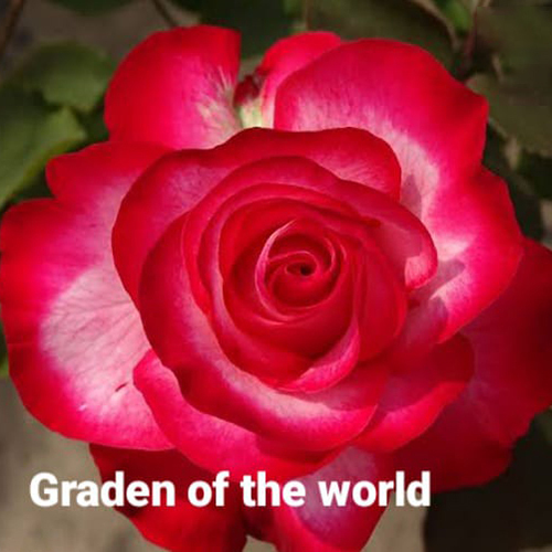 Pink Garden Rose Flower Plant at Best Price in Habra Maa Horticulture