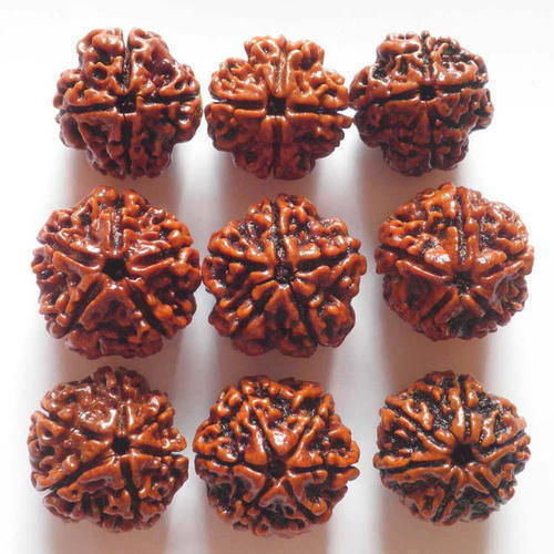 5 Mukhi Rudraksha Beads Size: Different Available