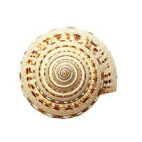Natural Vishnu Shankh