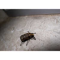 Bed Bugs Pest Control Services - Eco-friendly Solutions | Discreet, Effective Treatment For Home And Business