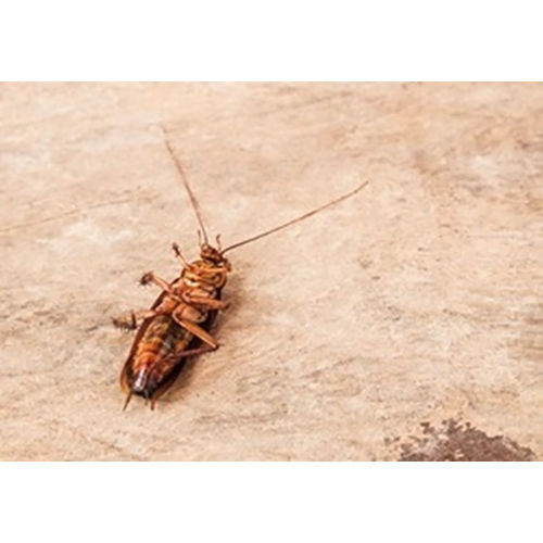 Cockroach Pest Control Services By ECO FRIENDLY PEST CONTROL