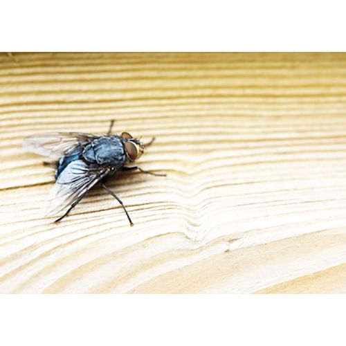Flies Pest Control Services By ECO FRIENDLY PEST CONTROL