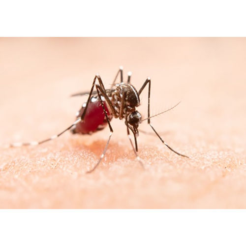 Mosquito Pest Control Services