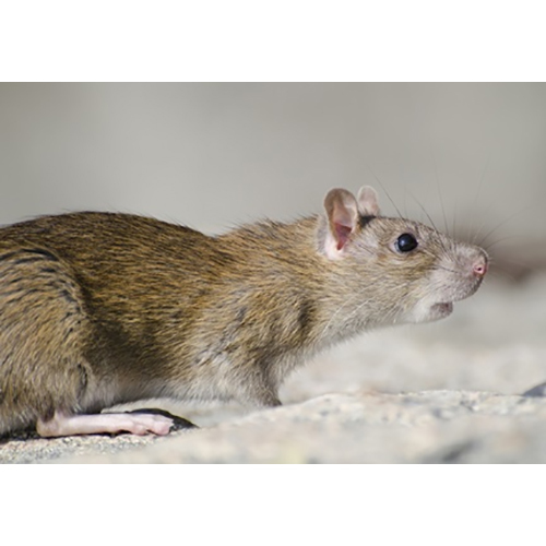 Rat Pest Control Services