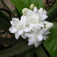 Mogra Fragrance Oil