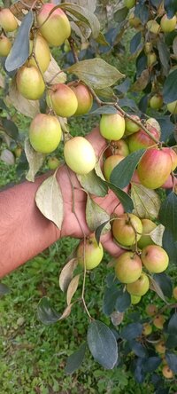 red apple ber plant