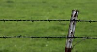 PVC Coated Barbed Wire