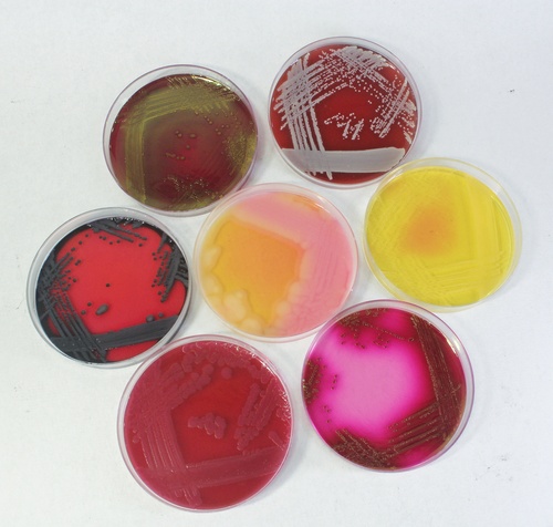 Scientific Lab Chemicals Ready Culture Media