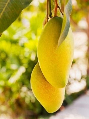 Katmani Mango plant