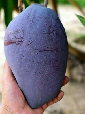 Black Mango plant