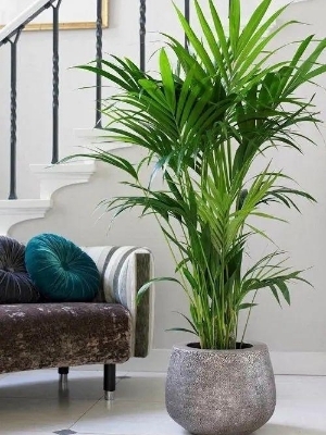 Areca palm