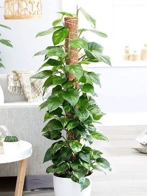 - Green Money Plant With Mostick