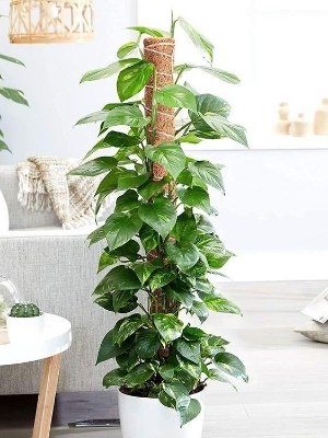 Green money plant with mostick